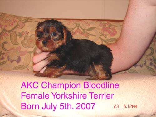 yorkiemistyfemale3pic6