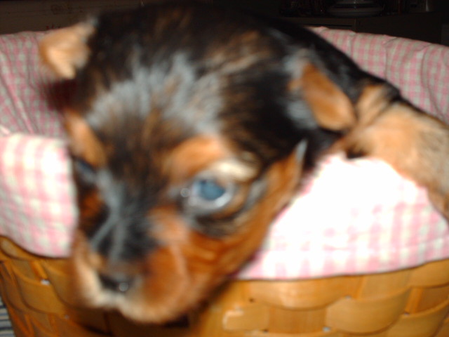 yorkiepups3weeks_002