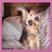 yorkies