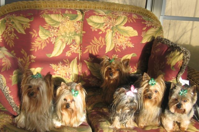 yorkies_winter_resized