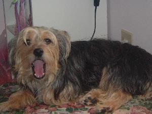 yoshie2