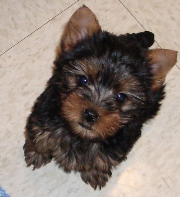 yuki_puppy
