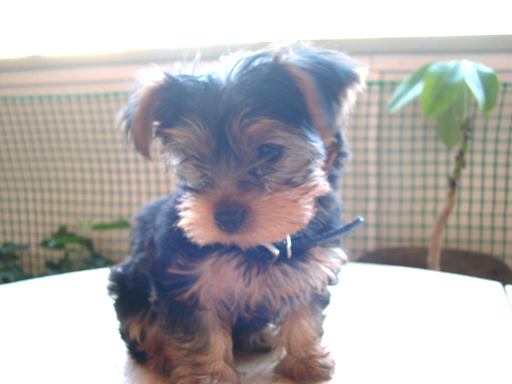 586VeeBee_10_weeks