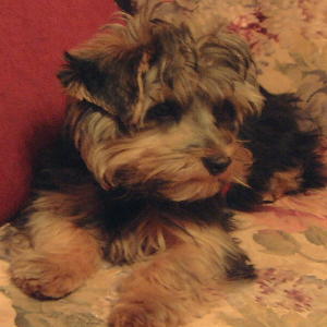 597dogster_couch
