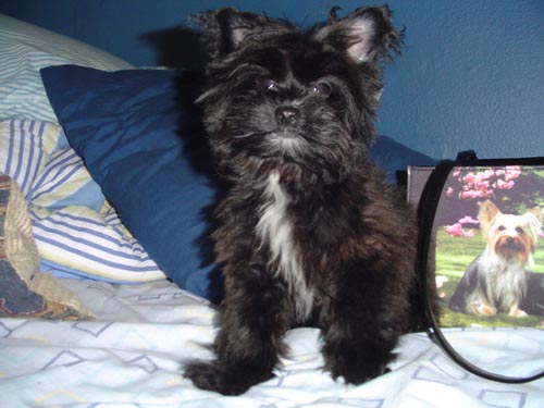 1547cuteoreo