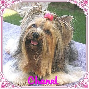 176CHANEL_ME_groomer1_sm_with_frame_