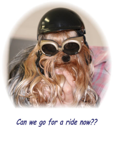 Toto_Helmet_Doggles_web