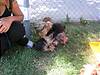 1333yorkie_meetup_Biko_Hef61805_174.jpg