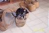 Roxy-shoe-2-web.jpg