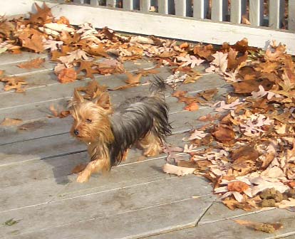 Widget_loves_leaves_