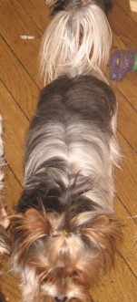 Cuiser-cropped_1_2