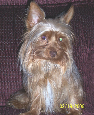 Truffles_now_Casey_Chocolate_yorkie