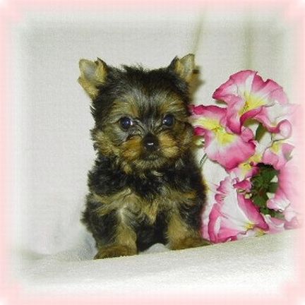 Martini_7week1