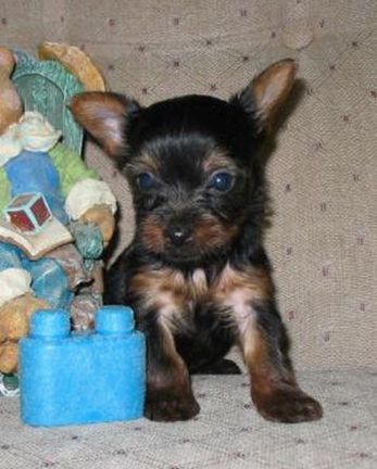 remy5weeks