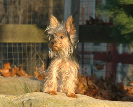 Roxy-on-rock