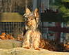 Roxy-on-rock.jpg