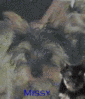 missygifs1.gif