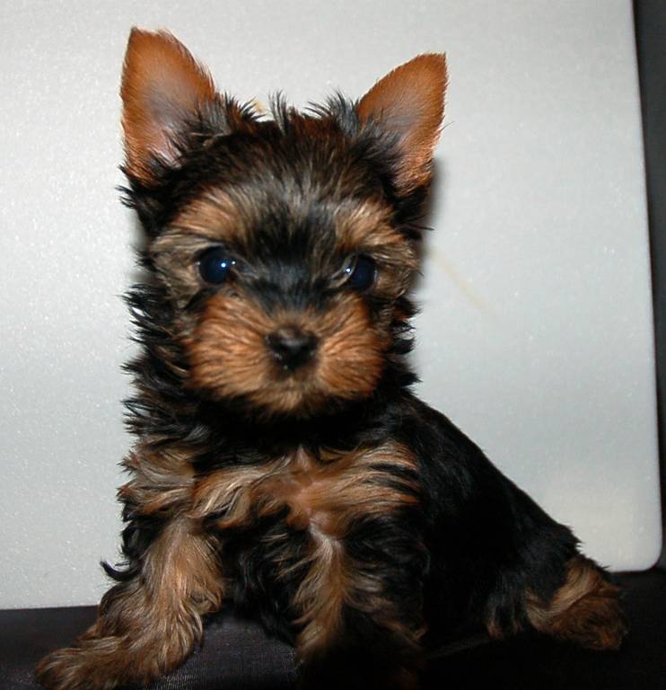 Smallest_Male_Pup_8_wks