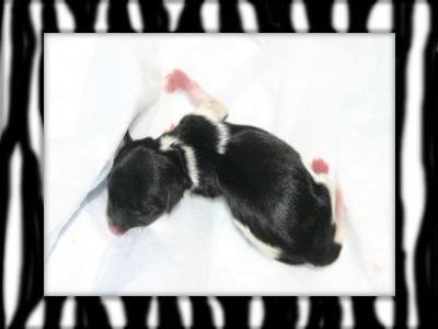 Chrystels_Biewer_Babies