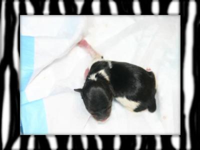 Chrystels_Biewer_Babies2