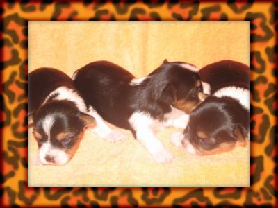 Sleepy_Babies