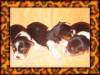 Sleepy_Babies.jpg