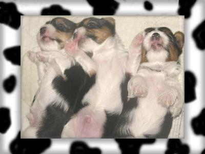 tummies_up-_5