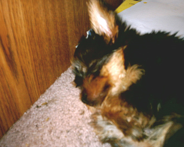 Snickers_003