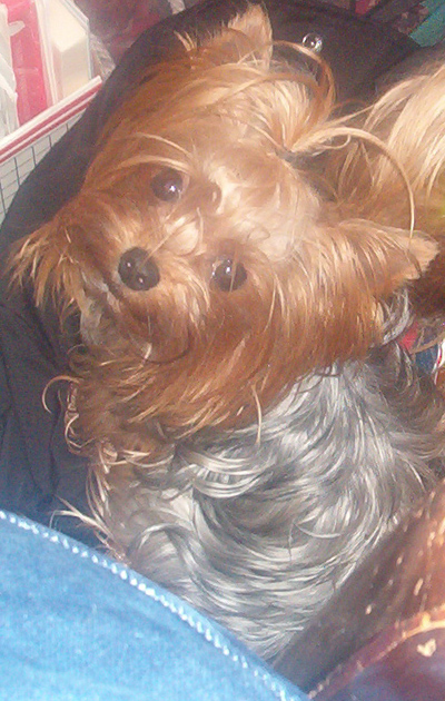 Maxwell