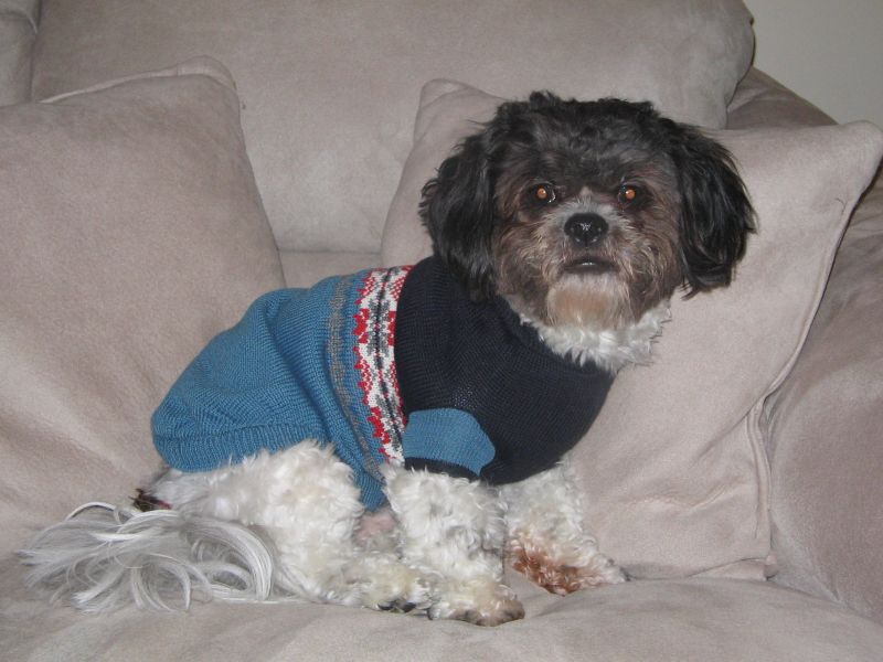 Gizmo_in_Blue_Sweater