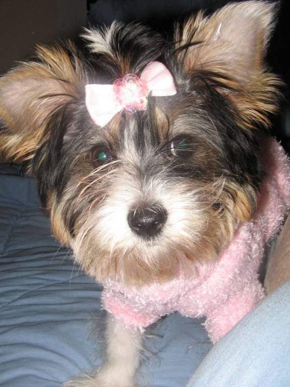 Lilly_in_Pink_Sweater
