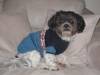 Gizmo_in_Blue_Sweater.jpg