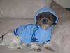 Gizmo_in_Hoodie.jpg