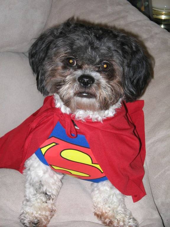 Gizzy_as_Superman_1