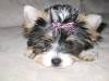 Lilly_14_weeks.jpg