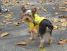 Laila-Leaves.JPG