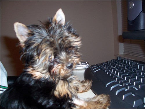 playing_at_PC