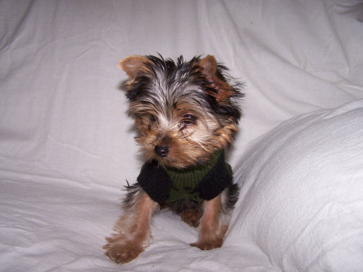 binkssweater