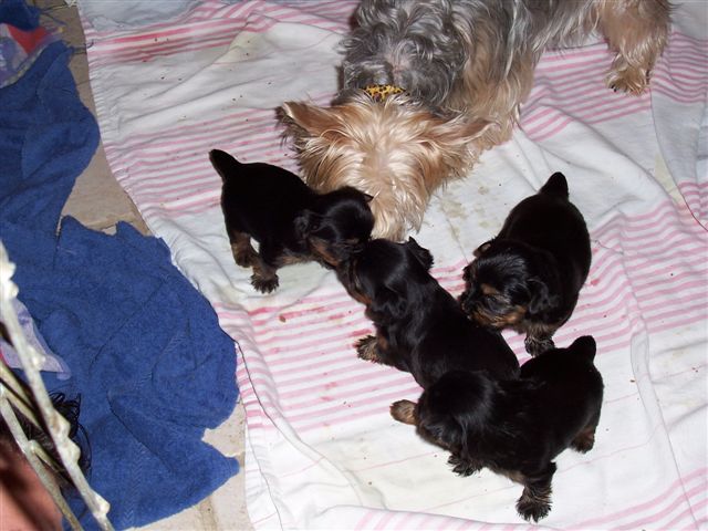 puppies_0021
