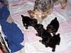 puppies_0021.jpg