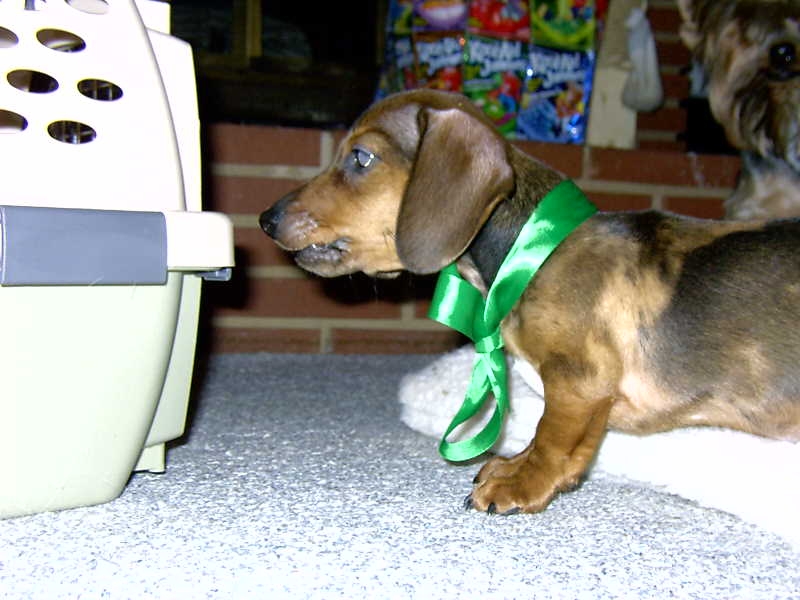 new_puppy1