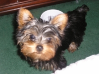 Dolce2