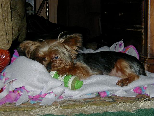 gracie_s_got_ollie_s_toy