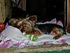 gracie_s_got_ollie_s_toy.JPG