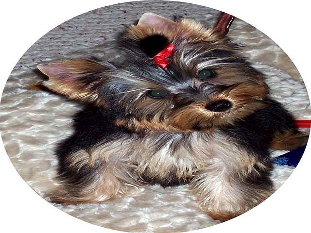 MISSY_1ST_BOW_OVAL_