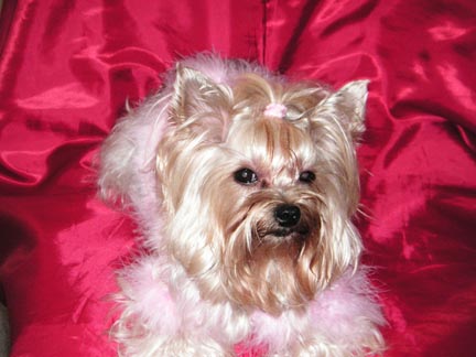 Abby_Chrristmas_2006_077