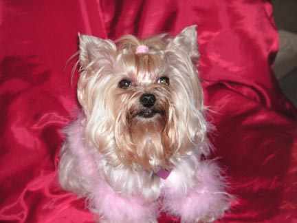 Abby_Chrristmas_2006_079