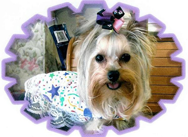 Munchkin_Siggy_pic_origina_