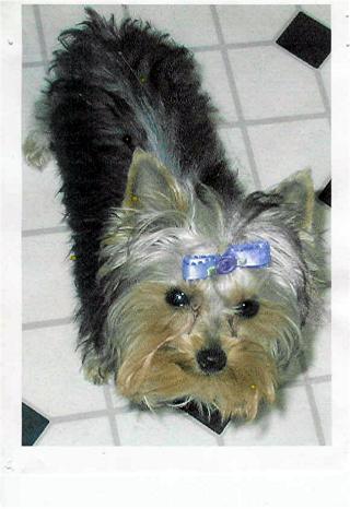 Munchkin_spring_of_2004