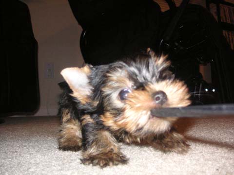 Picture_1092